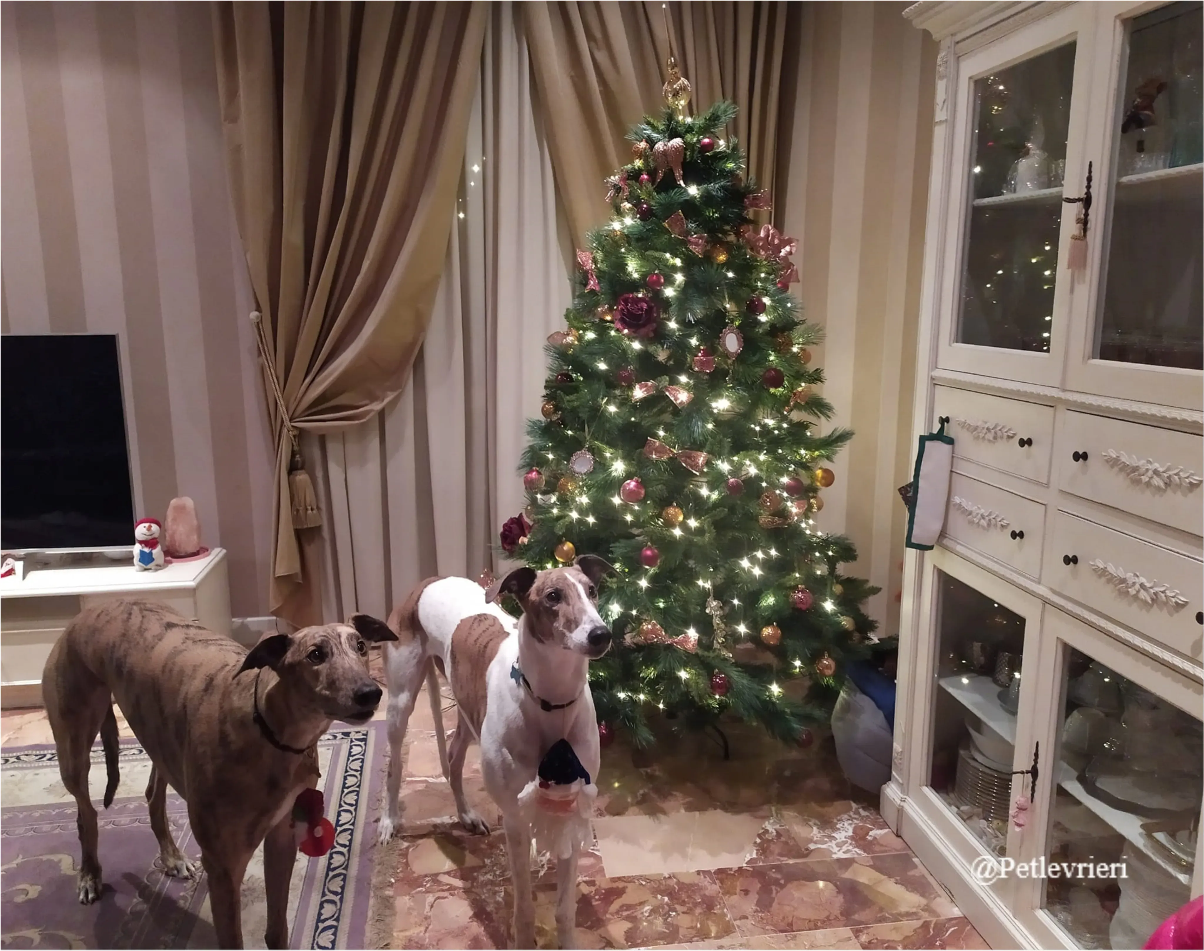 argo brownie pet levrieri natale 2021