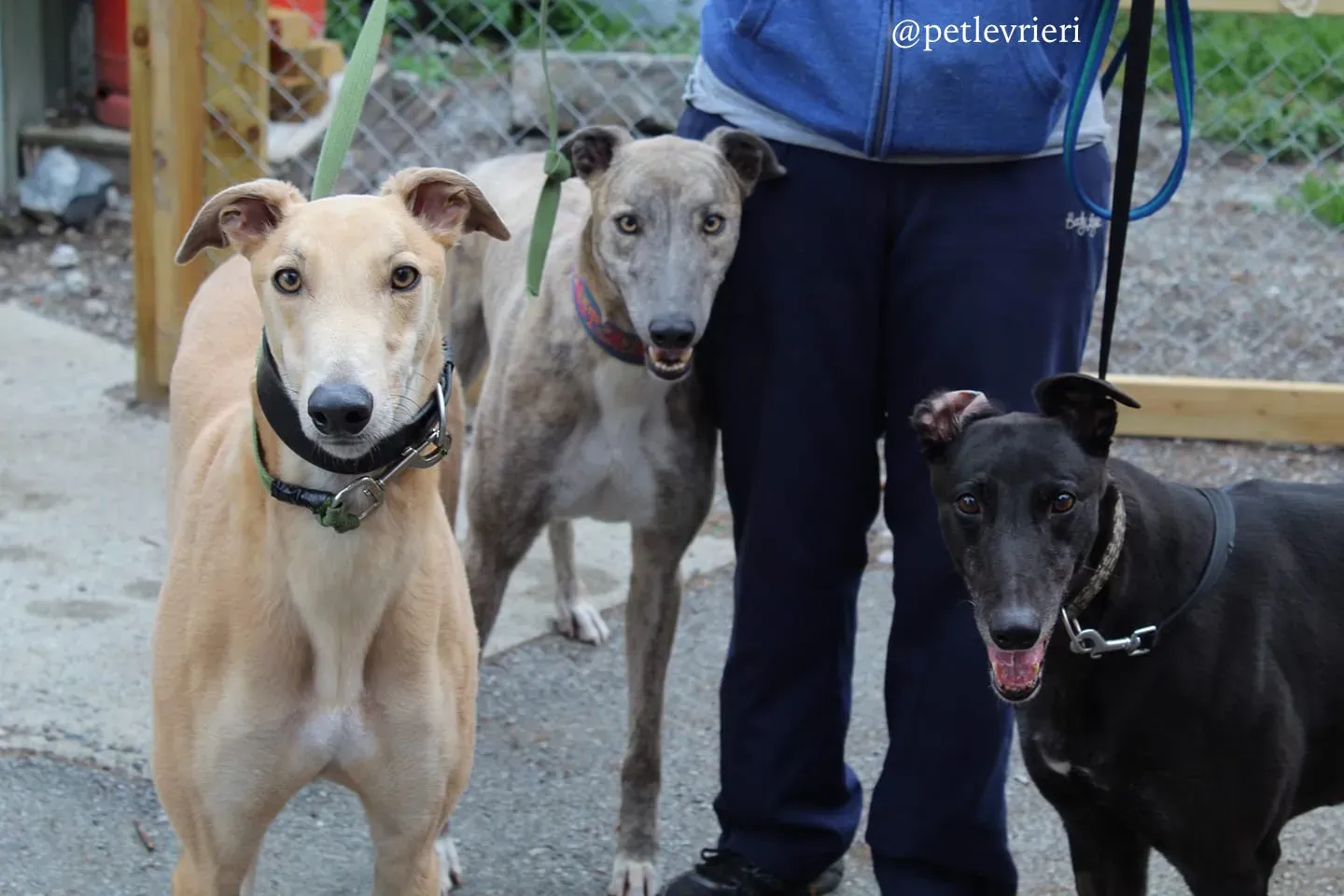 arie halla adozione levrieri greyhound