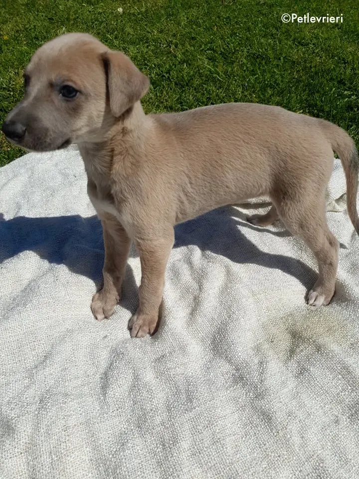 ariel adozione levrieri greyhound 1