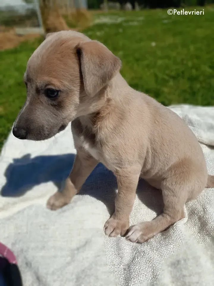 ariel adozione levrieri greyhound 2