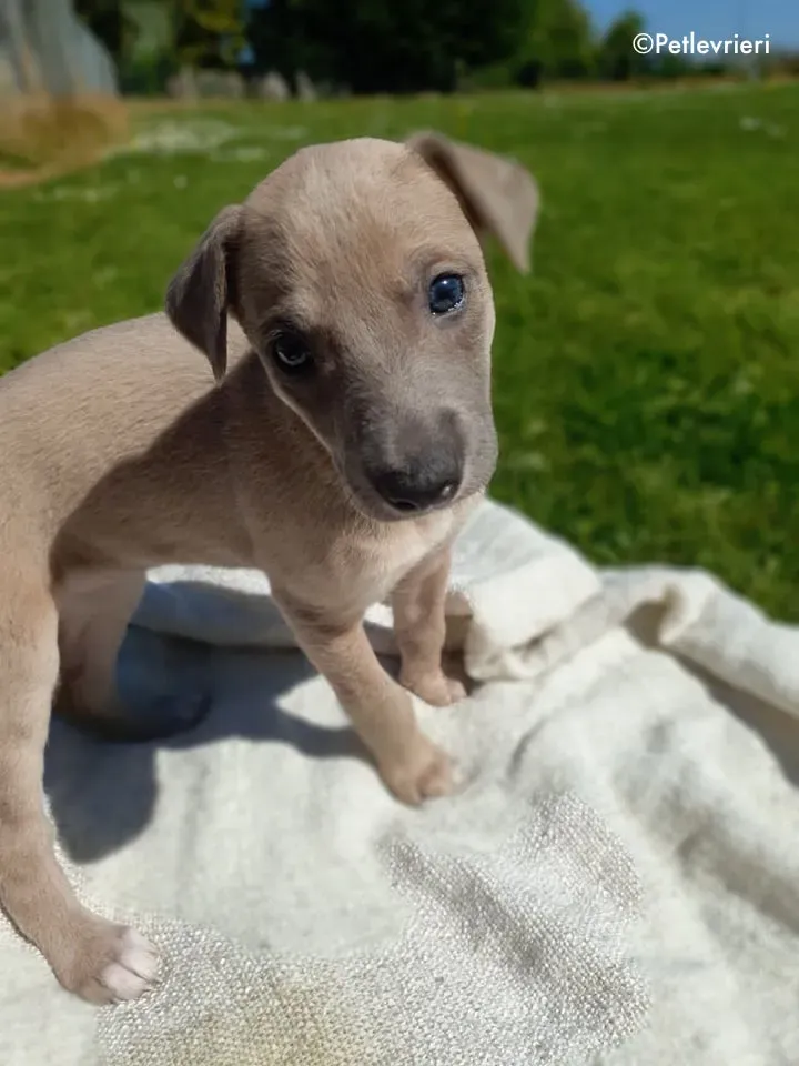 ariel adozione levrieri greyhound 3