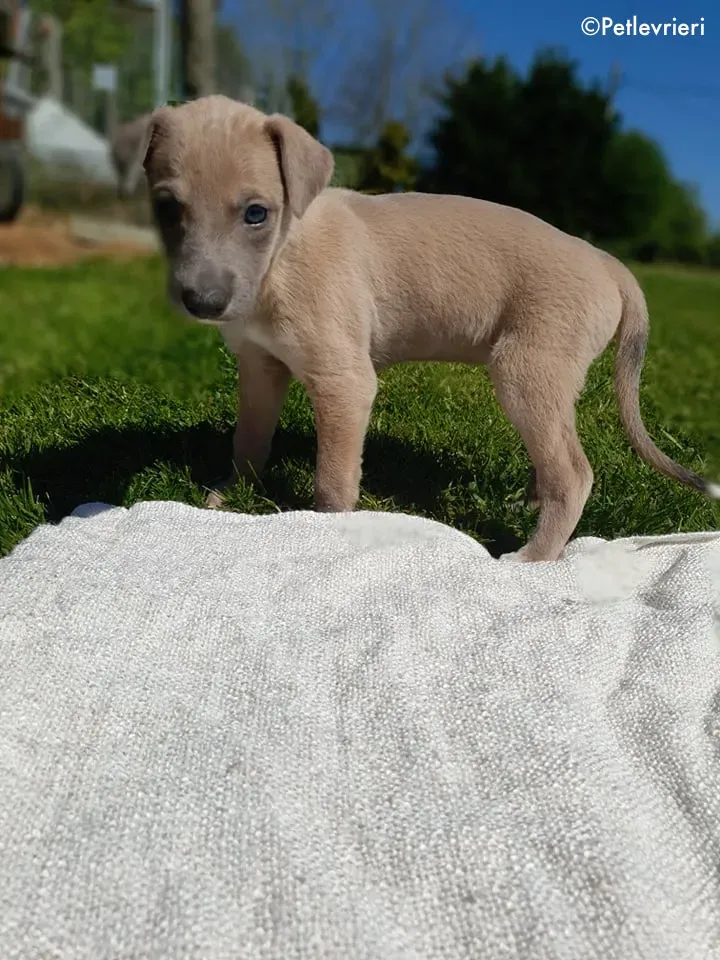 ariel adozione levrieri greyhound 4