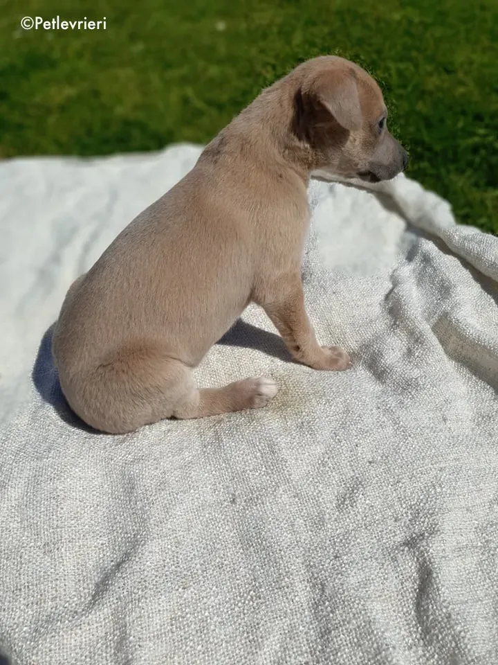 ariel adozione levrieri greyhound 5