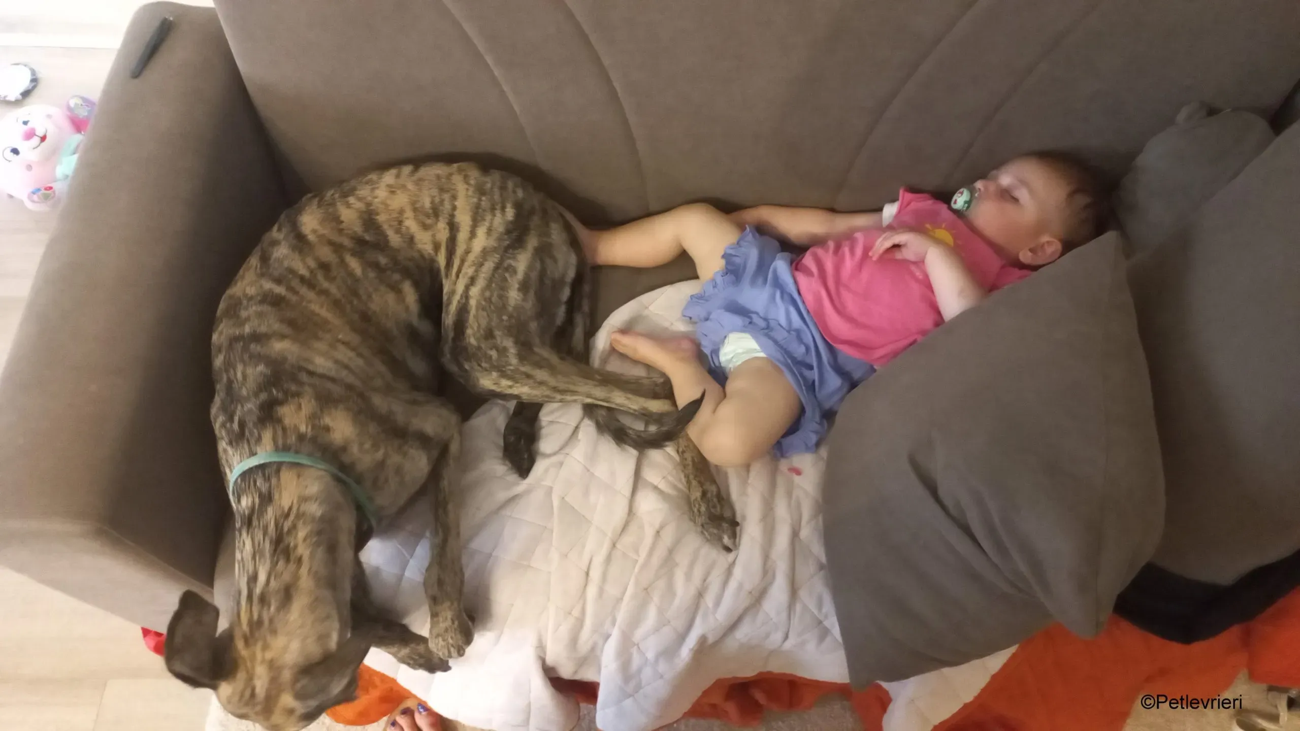 ariel pet levrieri galgo felici casa 1 scaled