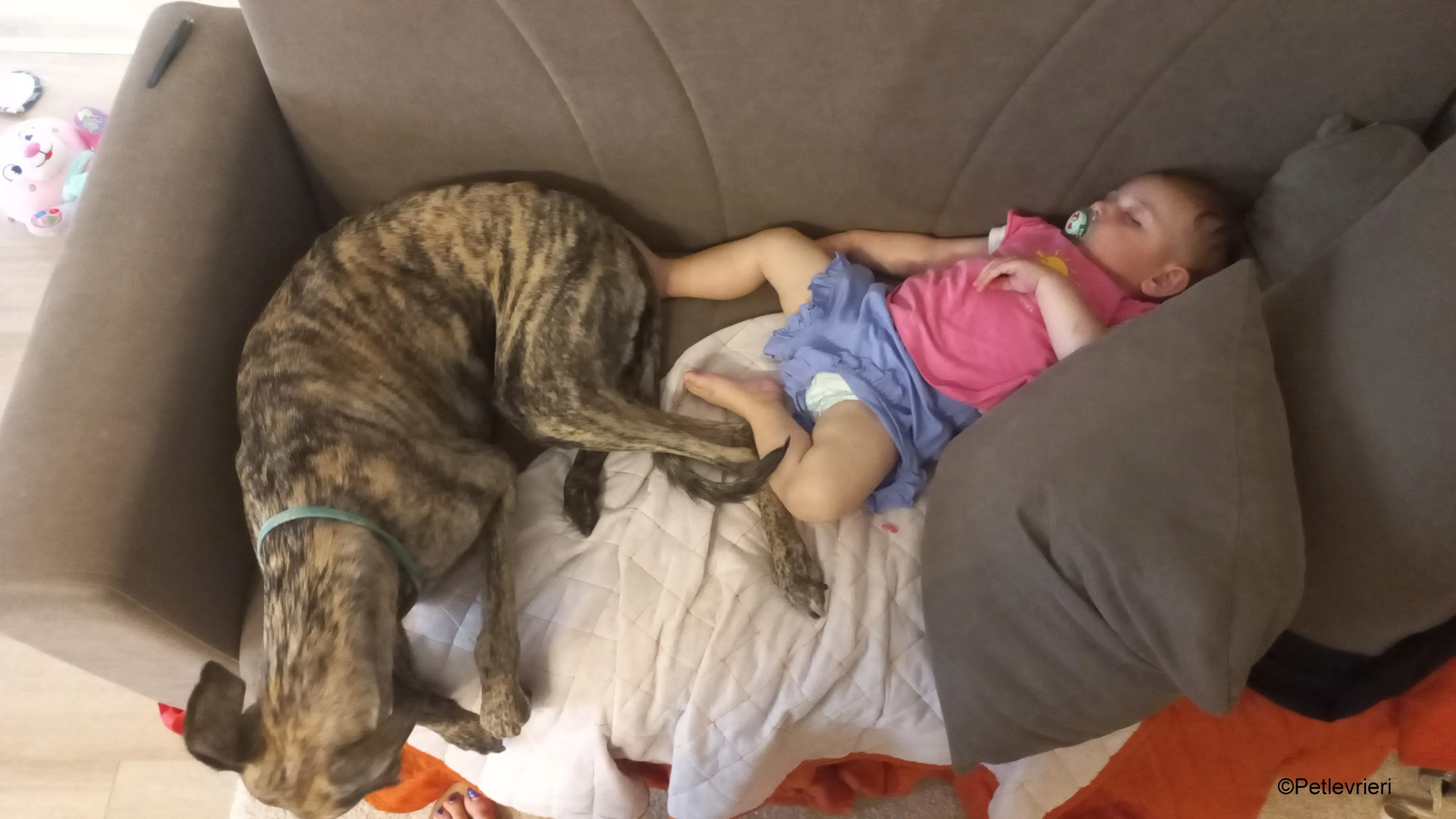 ariel pet levrieri galgo felici casa 1