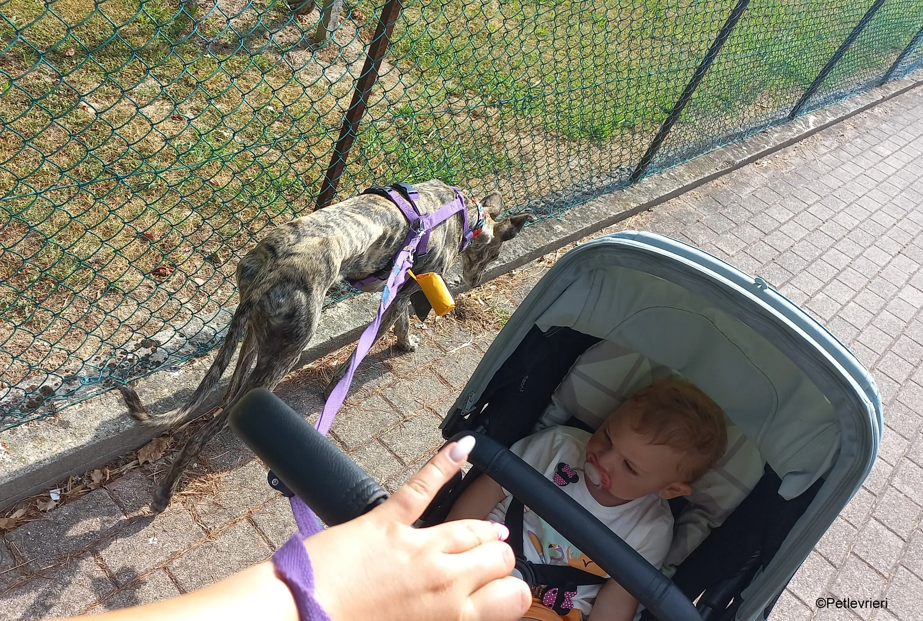 ariel pet levrieri galgo felici casa 2