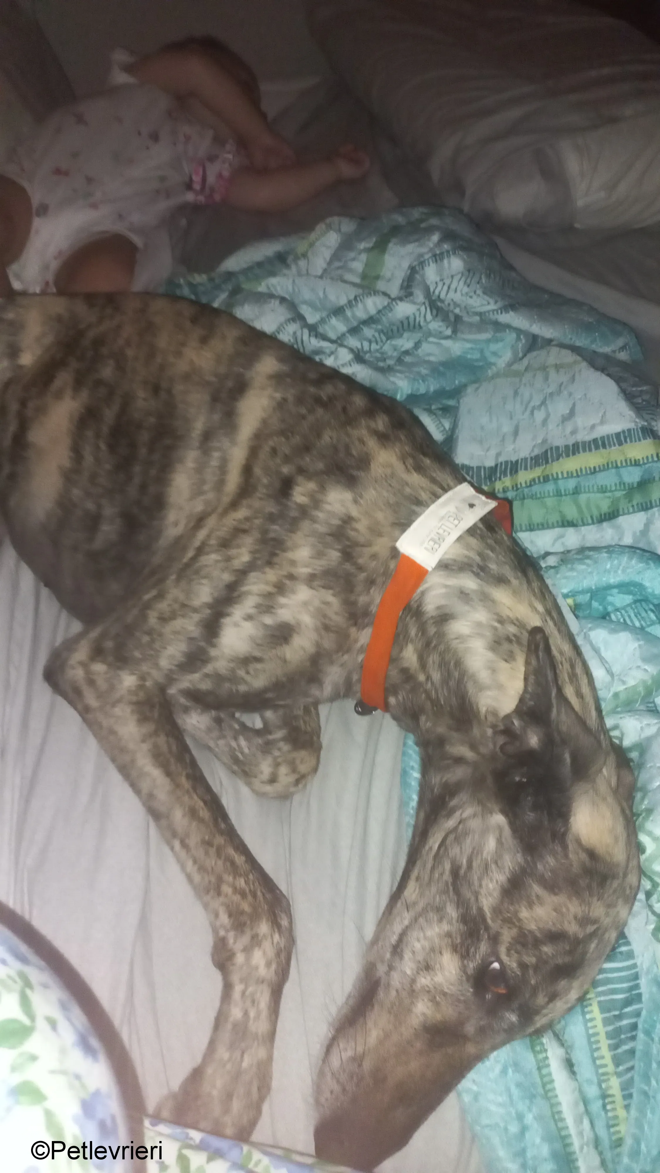 ariel pet levrieri galgo felici casa3