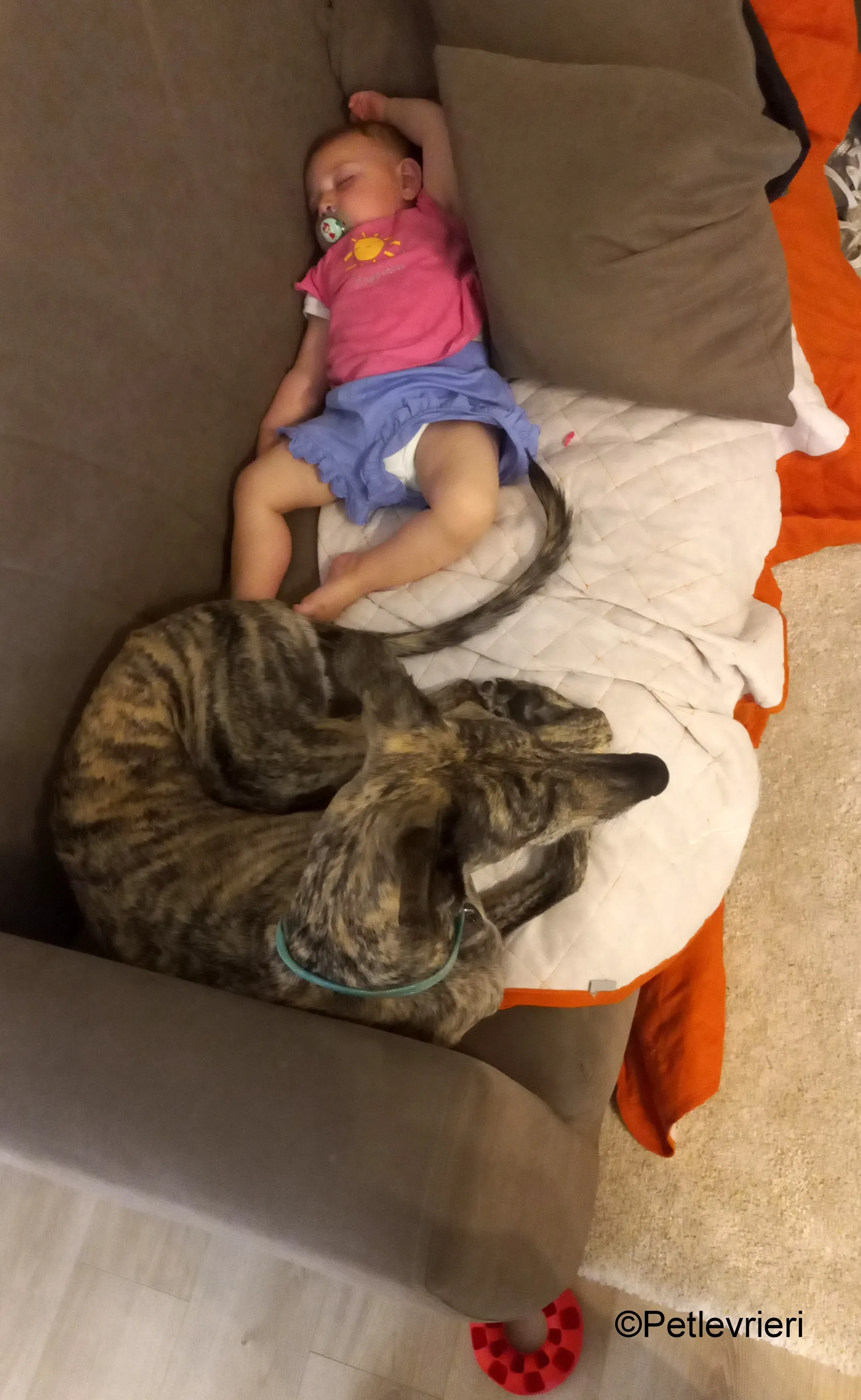 ariel pet levrieri galgo felici casa4