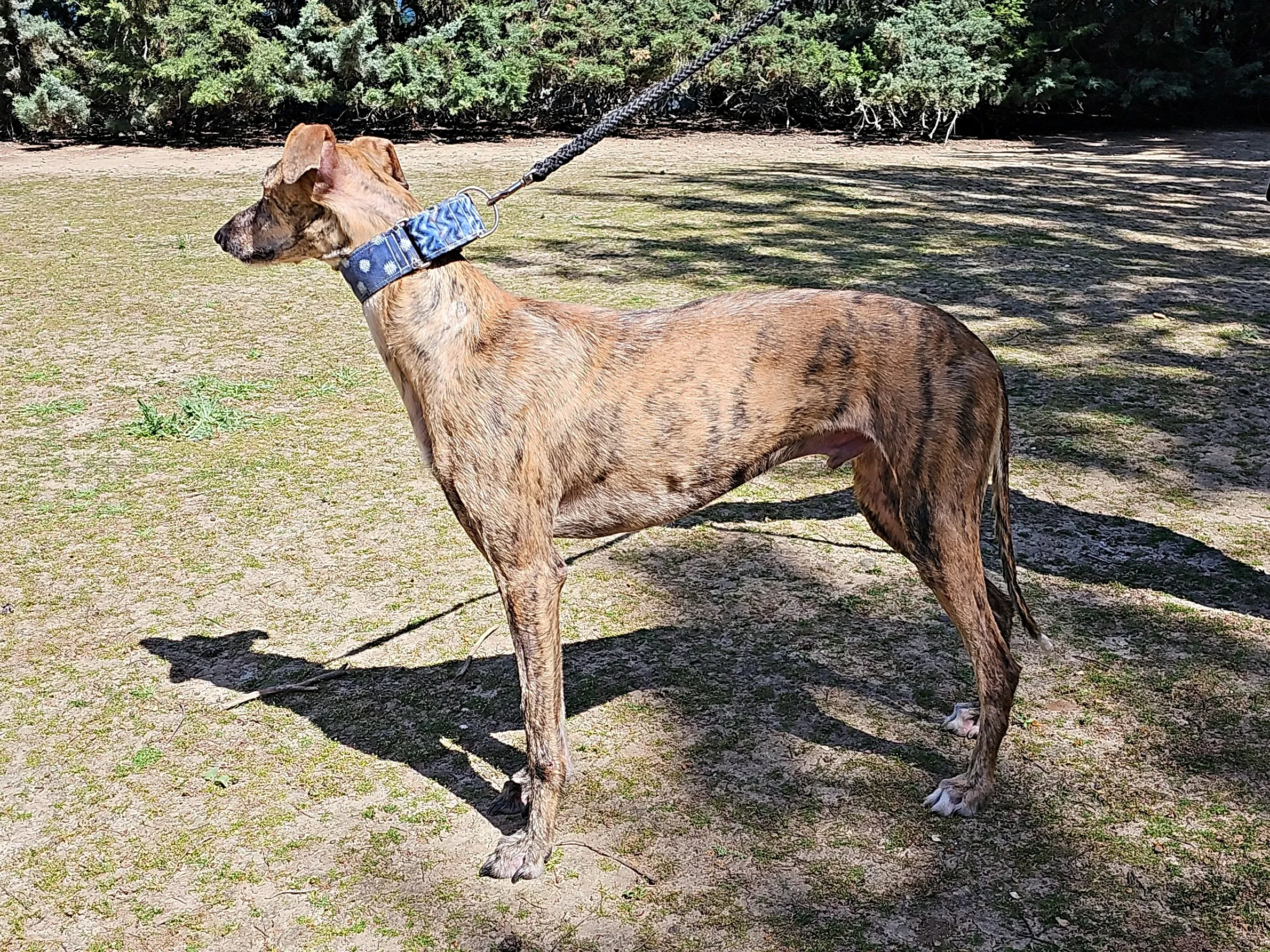 arlo galgo 03
