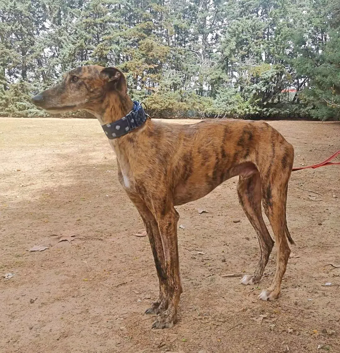 arlo galgo 04
