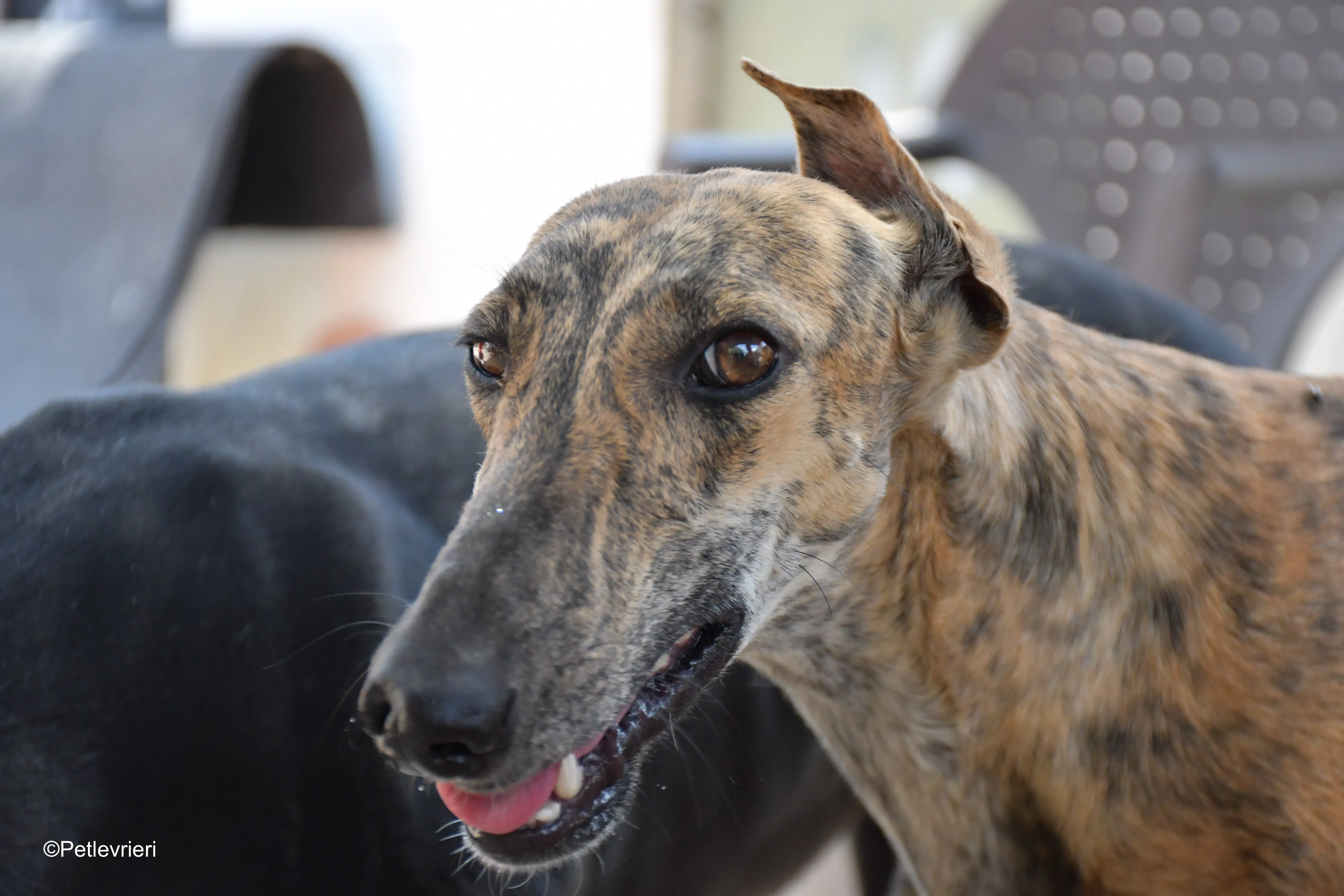 armonia adozione levrieri galgo 1 1