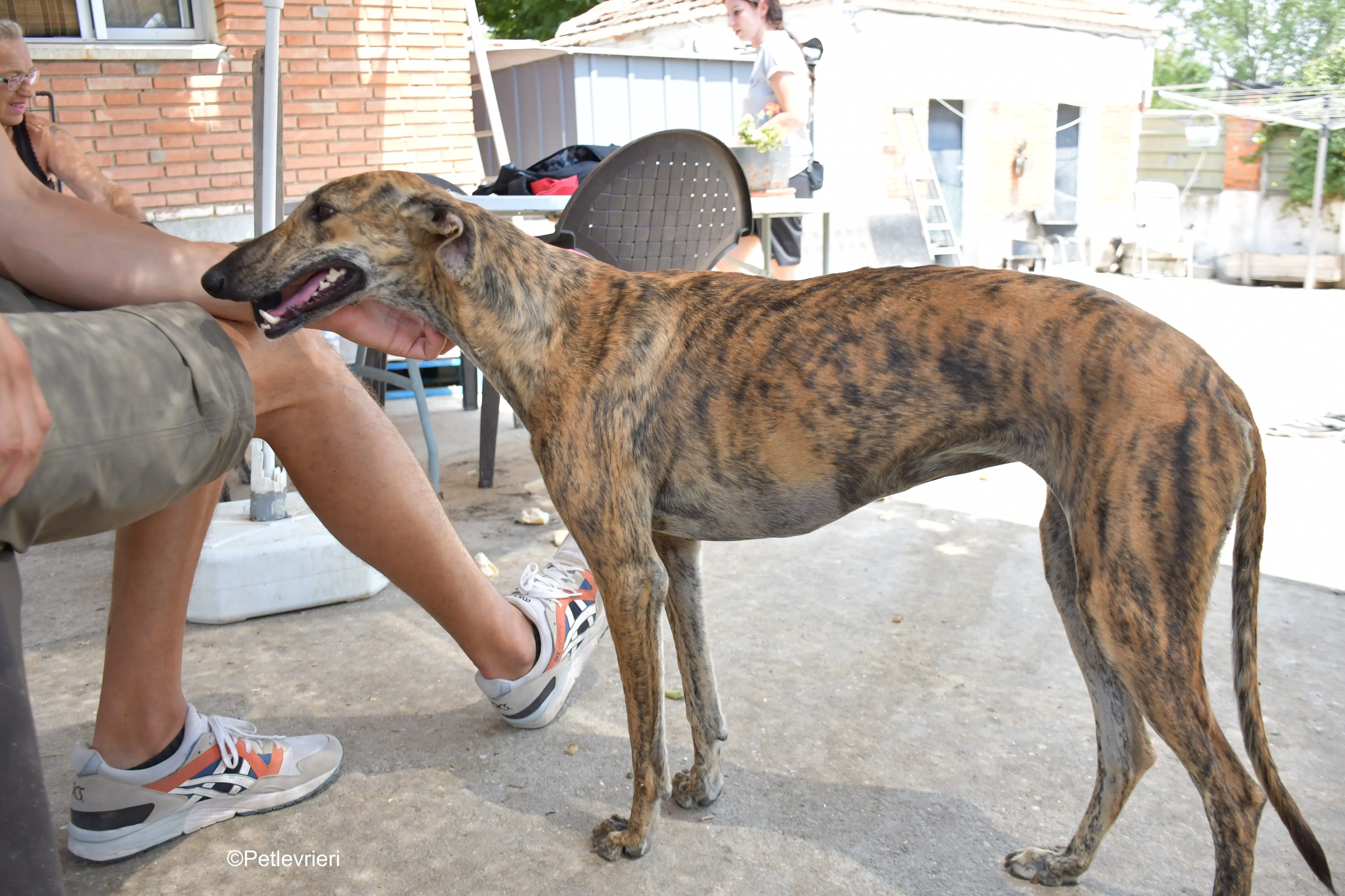 armonia adozione levrieri galgo 10