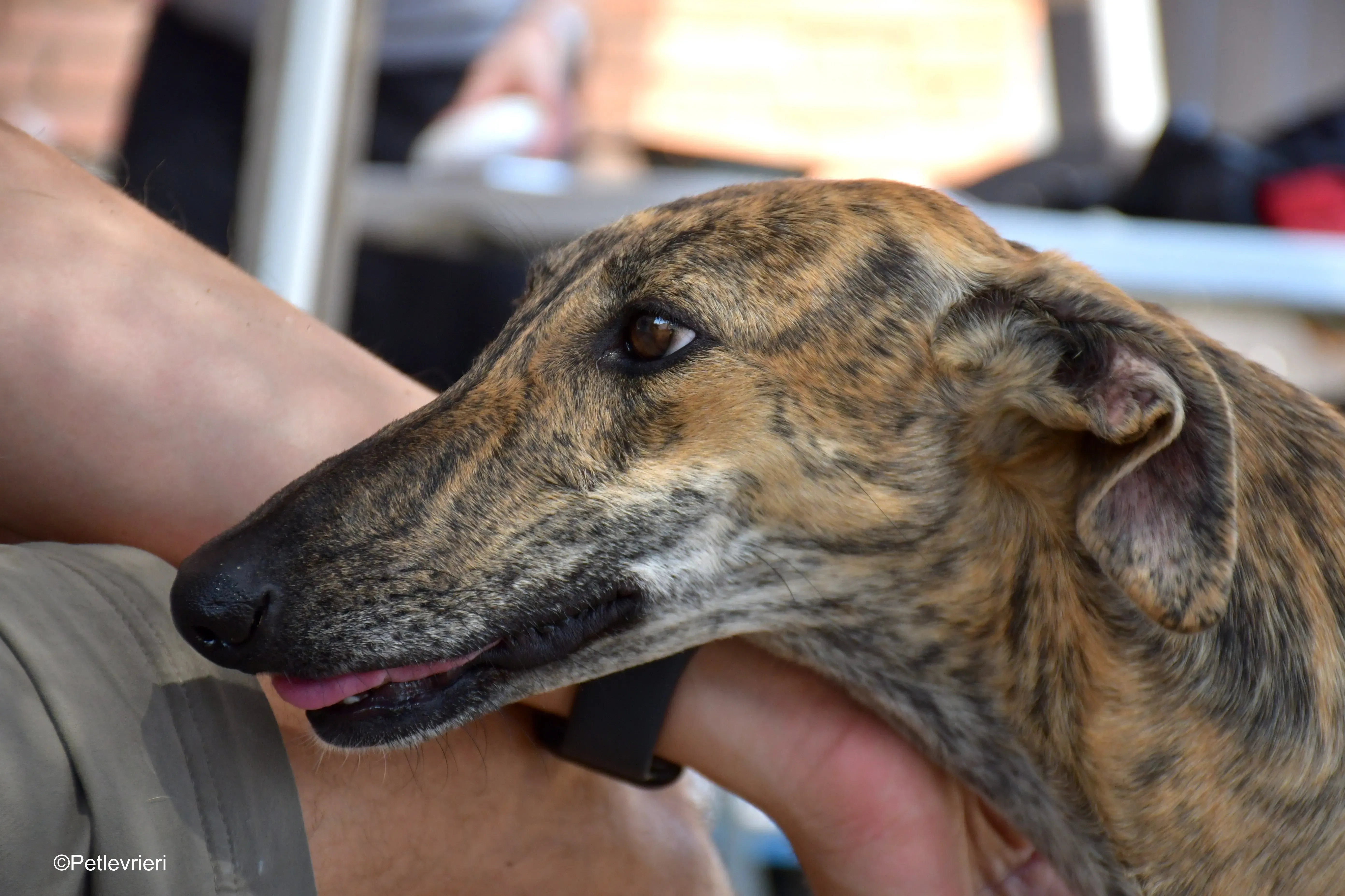 armonia adozione levrieri galgo 11