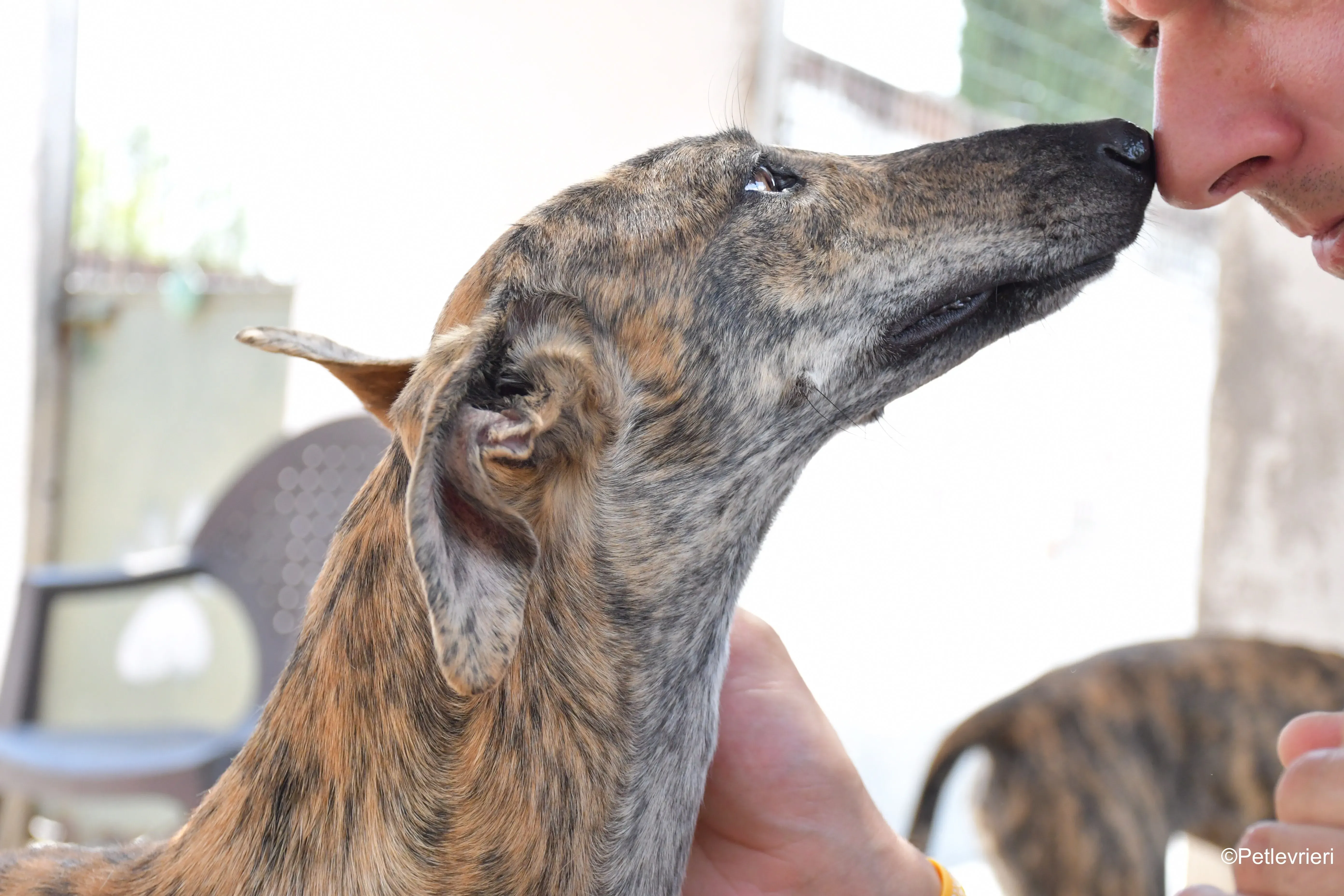 armonia adozione levrieri galgo 2