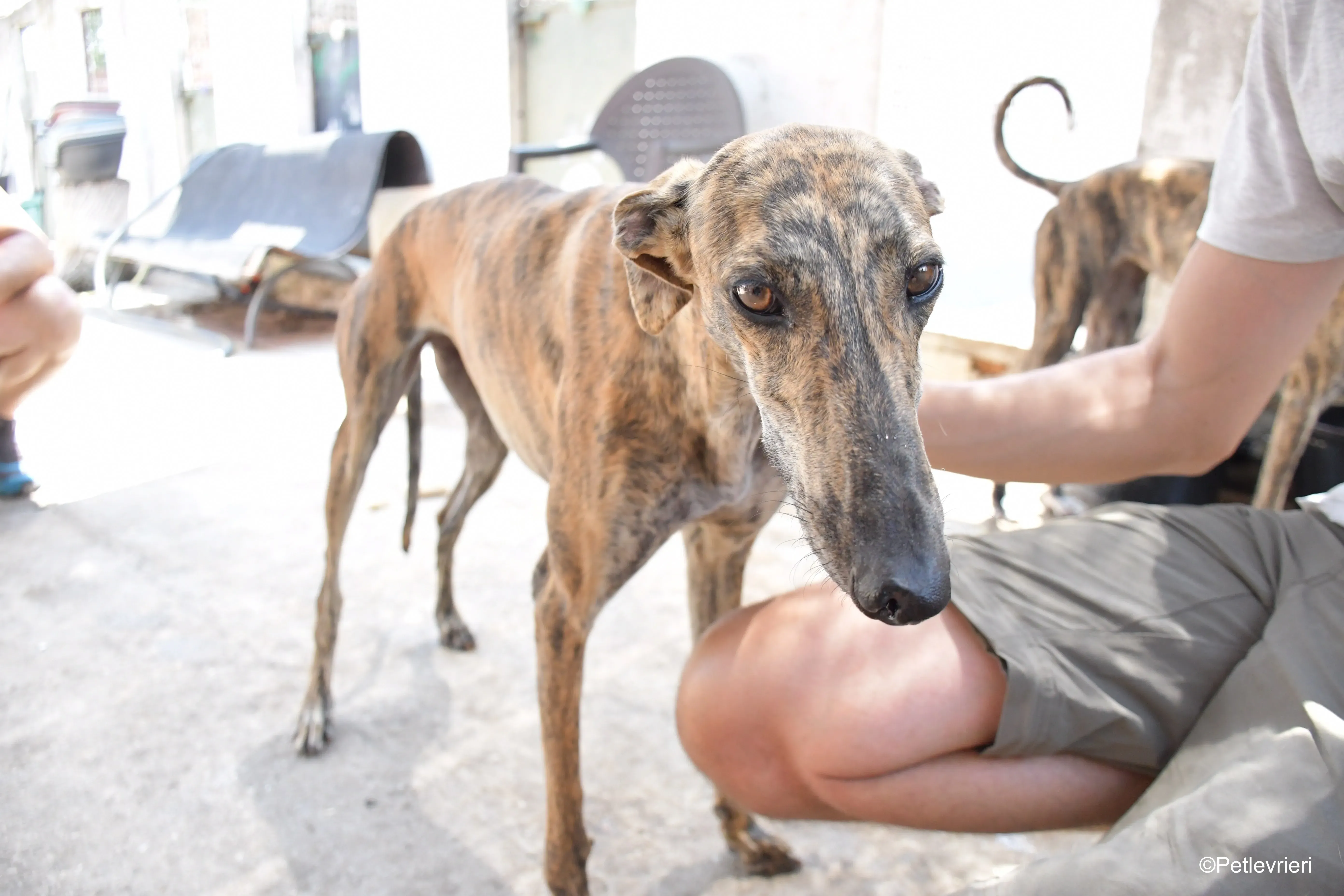 armonia adozione levrieri galgo 3