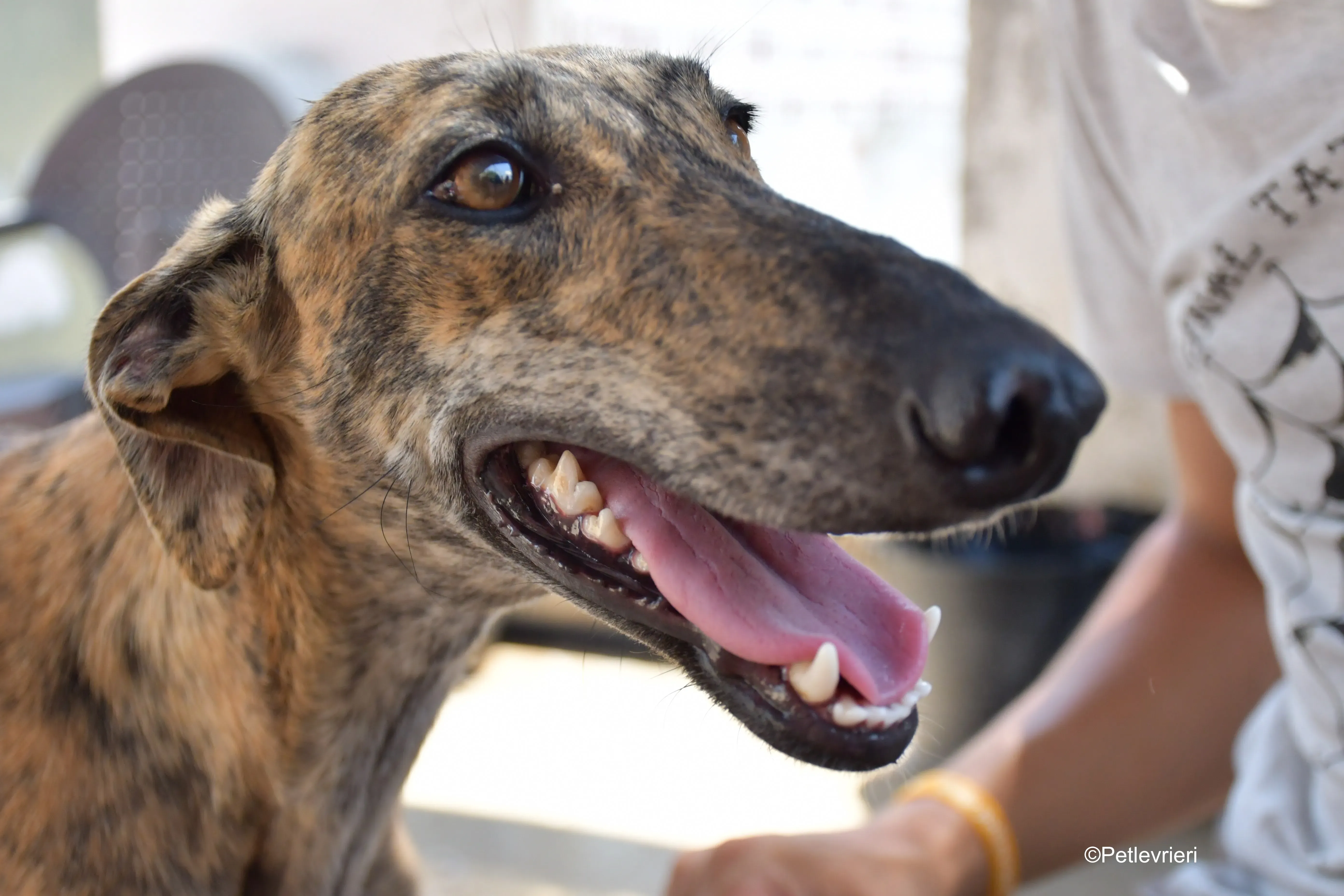 armonia adozione levrieri galgo 4