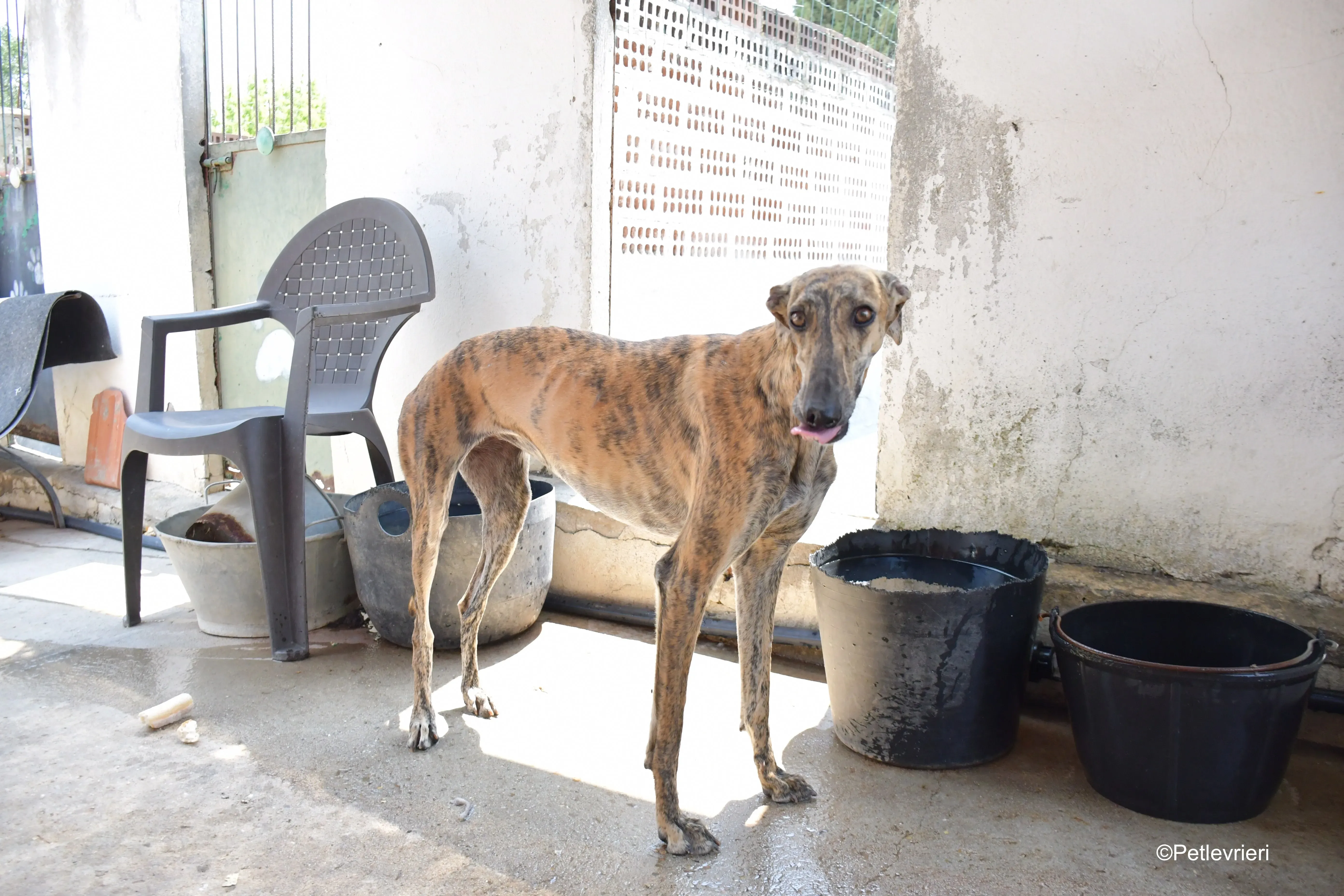 armonia adozione levrieri galgo 5