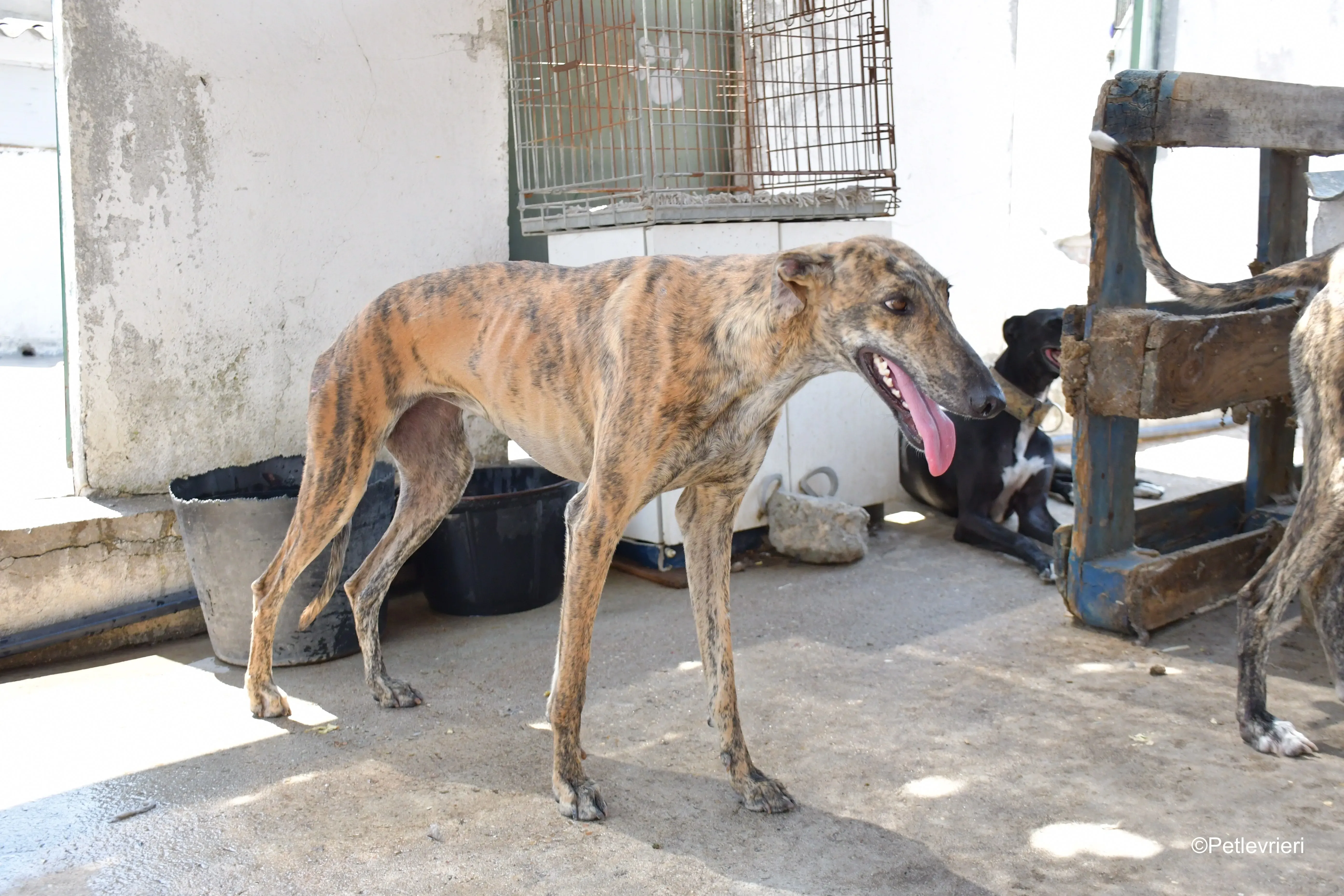 armonia adozione levrieri galgo 6
