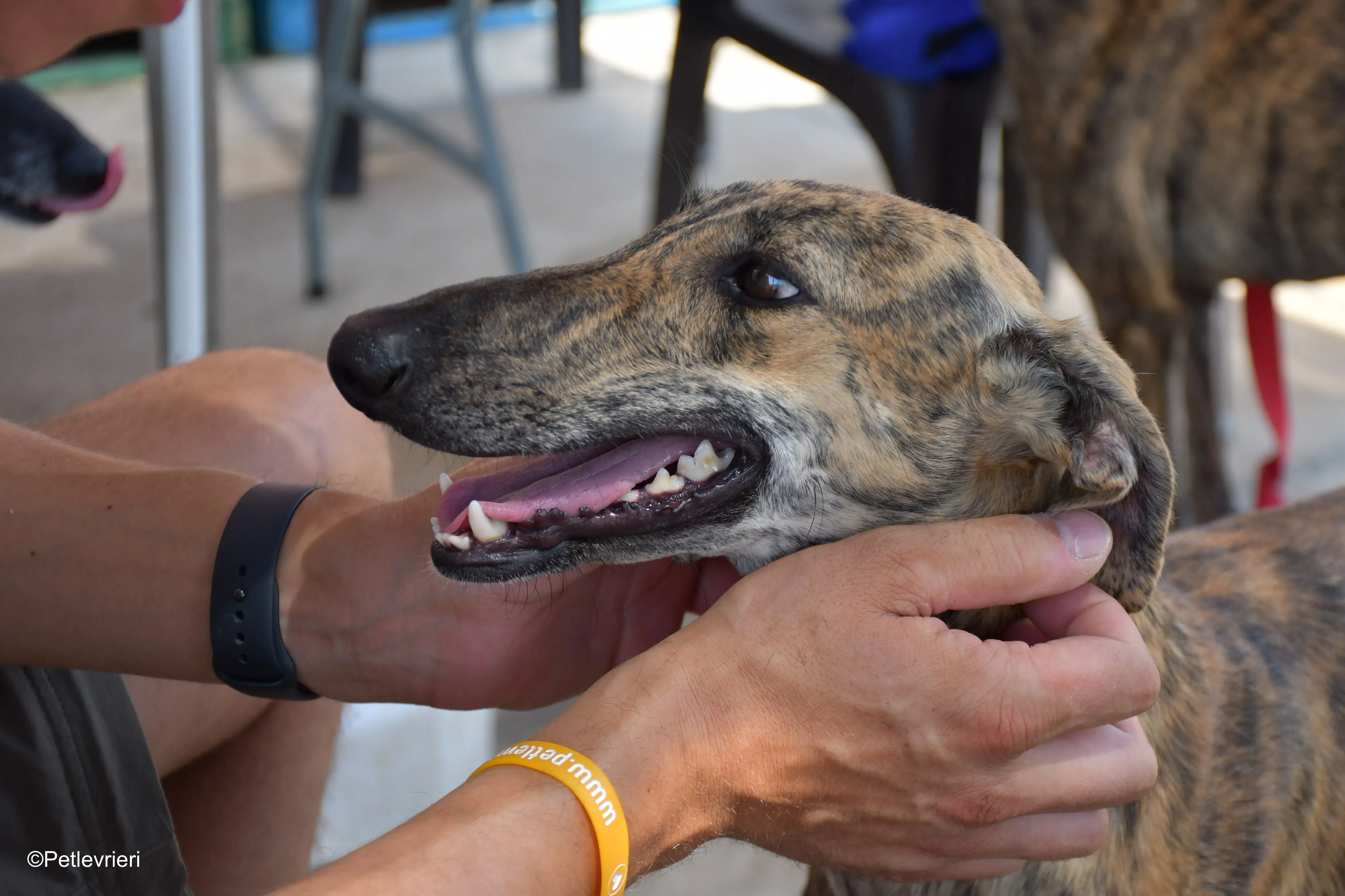 armonia adozione levrieri galgo 7