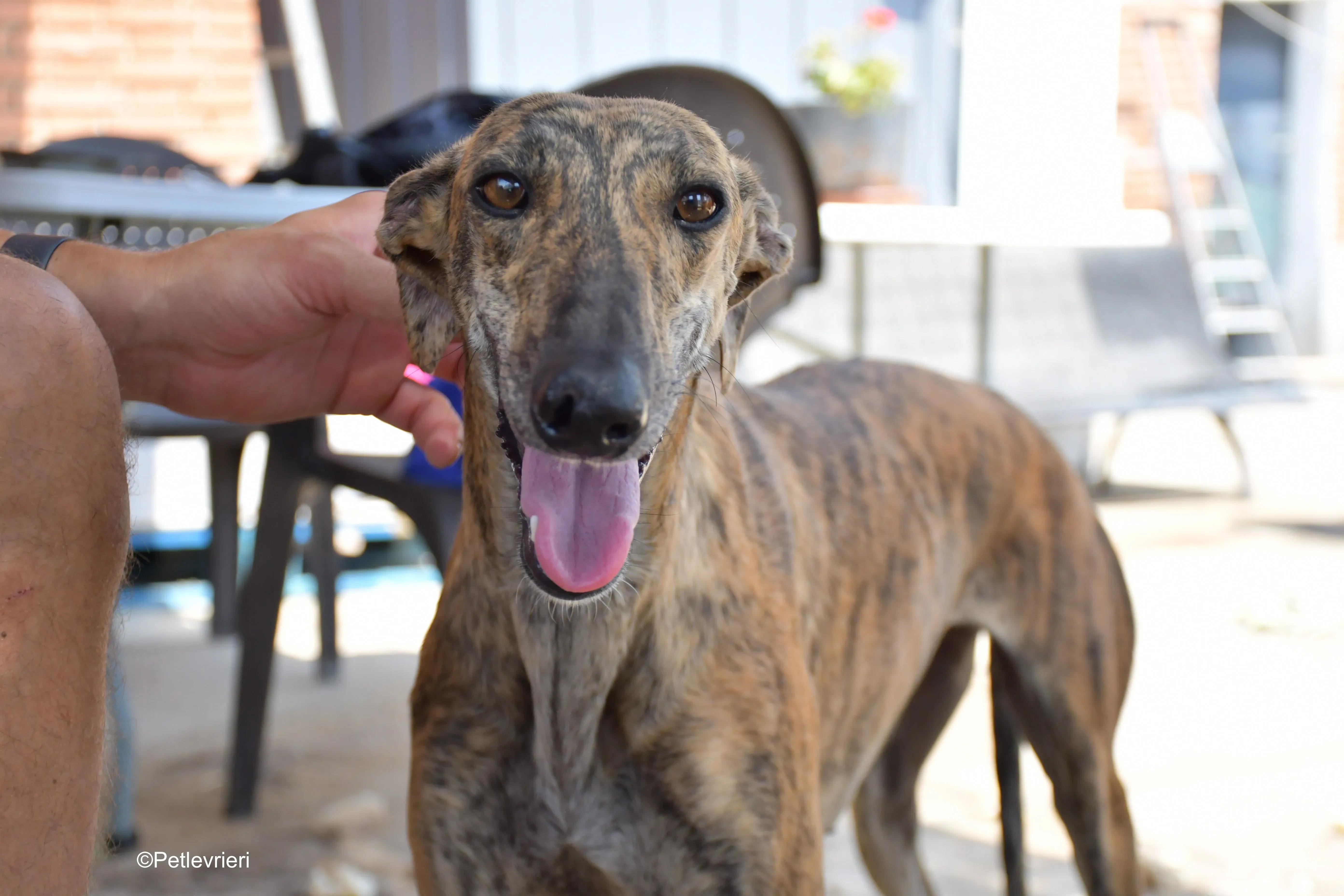 armonia adozione levrieri galgo 8