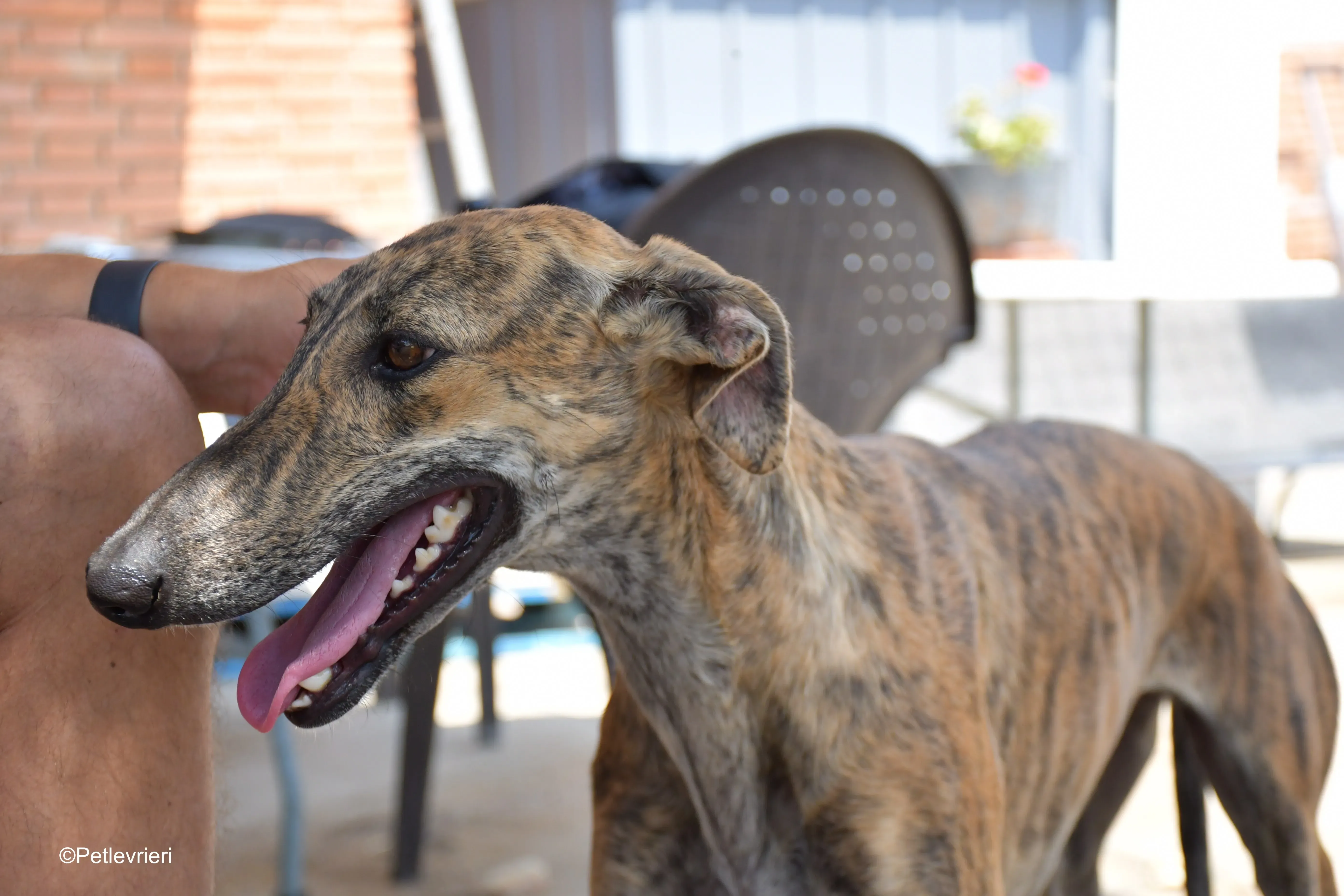 armonia adozione levrieri galgo 9