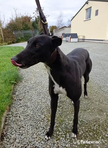 arra adozione levrieri greyhound 1