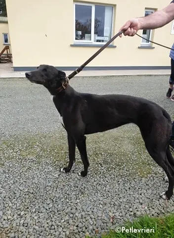 arra adozione levrieri greyhound 10