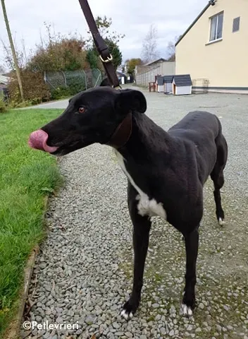 arra adozione levrieri greyhound 3