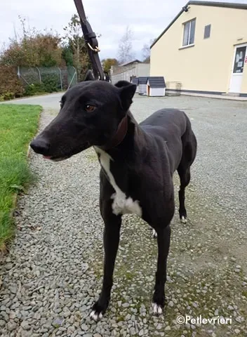 arra adozione levrieri greyhound 4