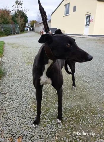 arra adozione levrieri greyhound 5