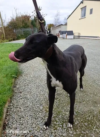 arra adozione levrieri greyhound 6