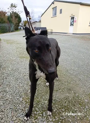 arra adozione levrieri greyhound 7