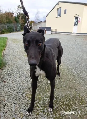 arra adozione levrieri greyhound 8