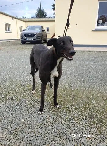 arra adozione levrieri greyhound 9