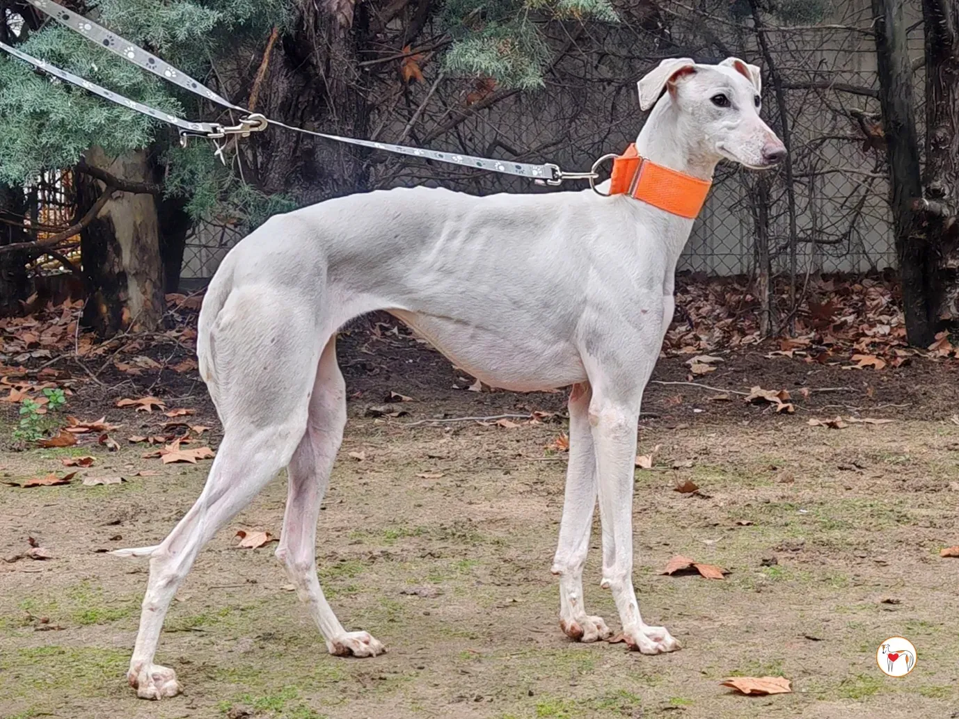 artemisia galgo adozione 01