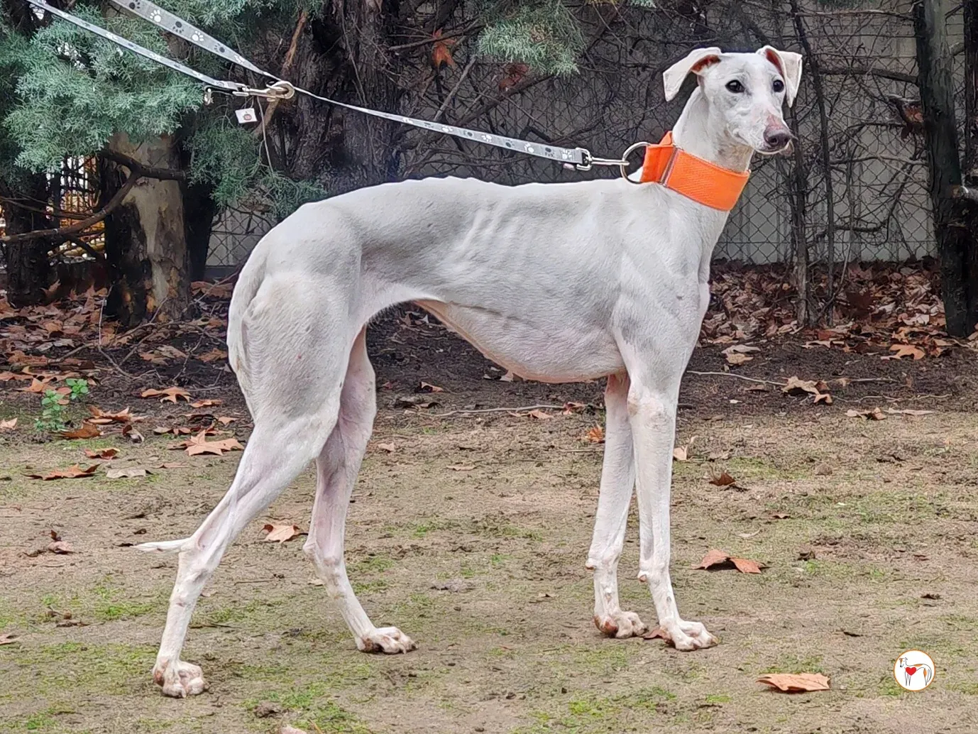 artemisia galgo adozione 02