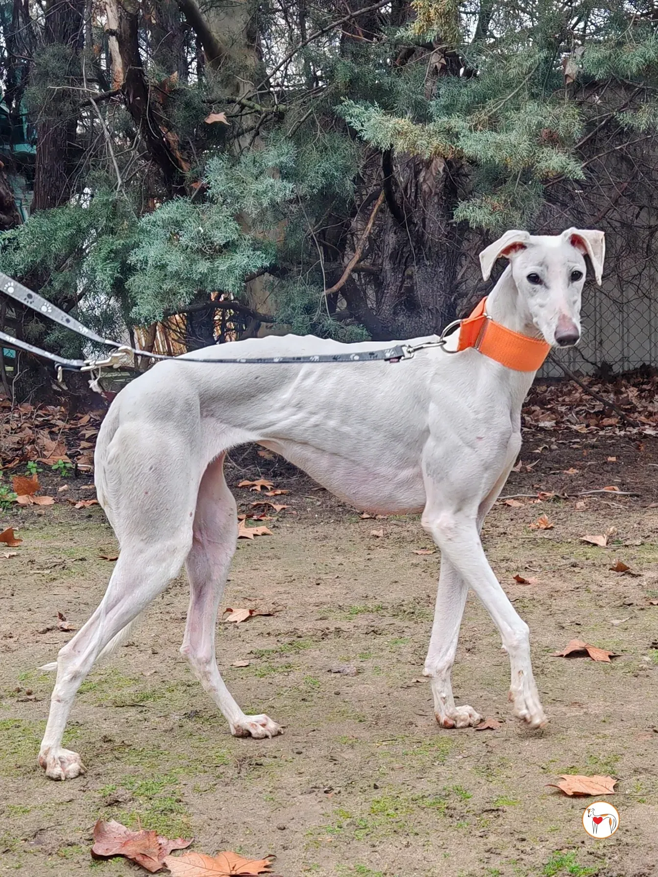 artemisia galgo adozione 03