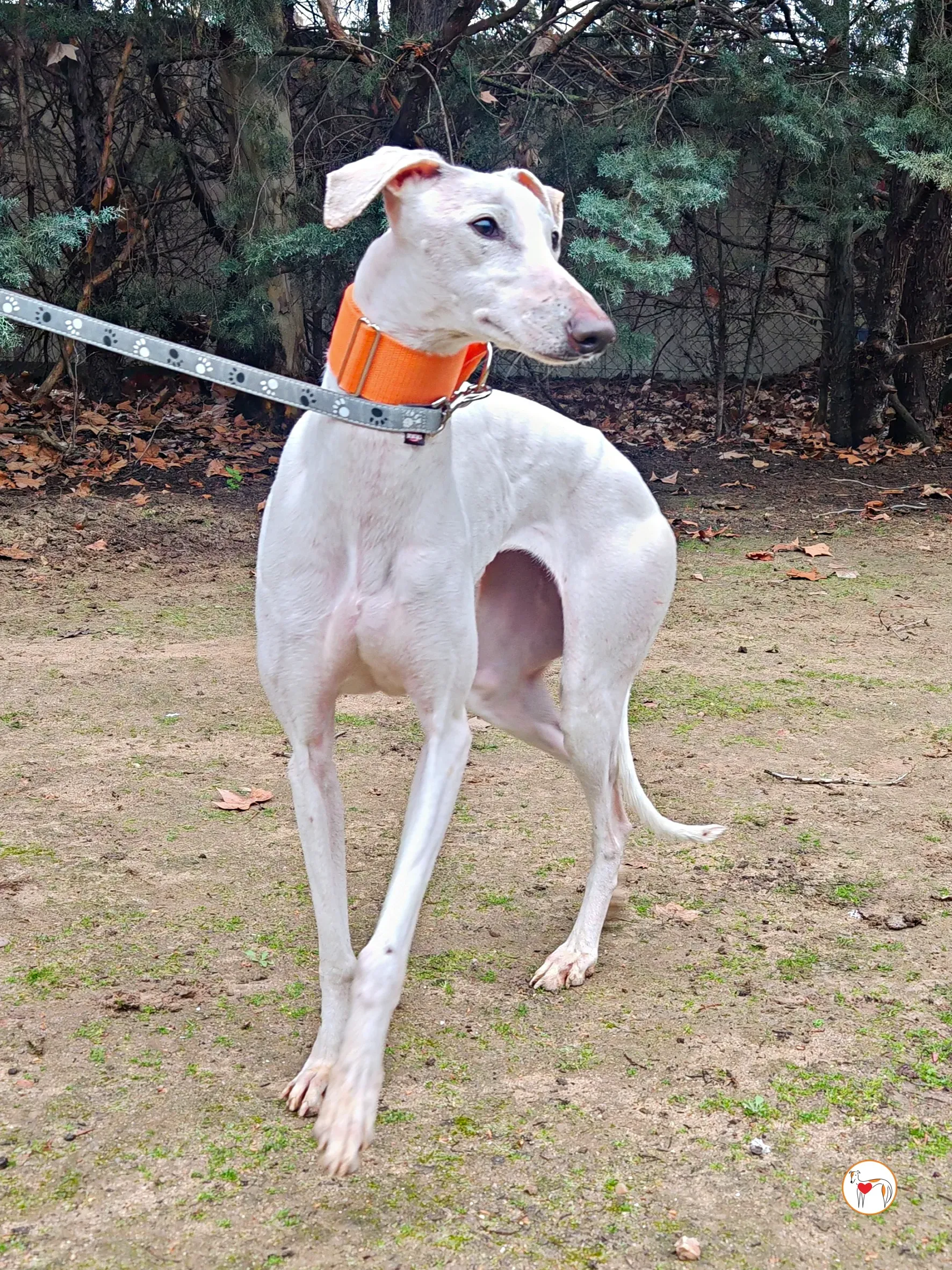 artemisia galgo adozione 04