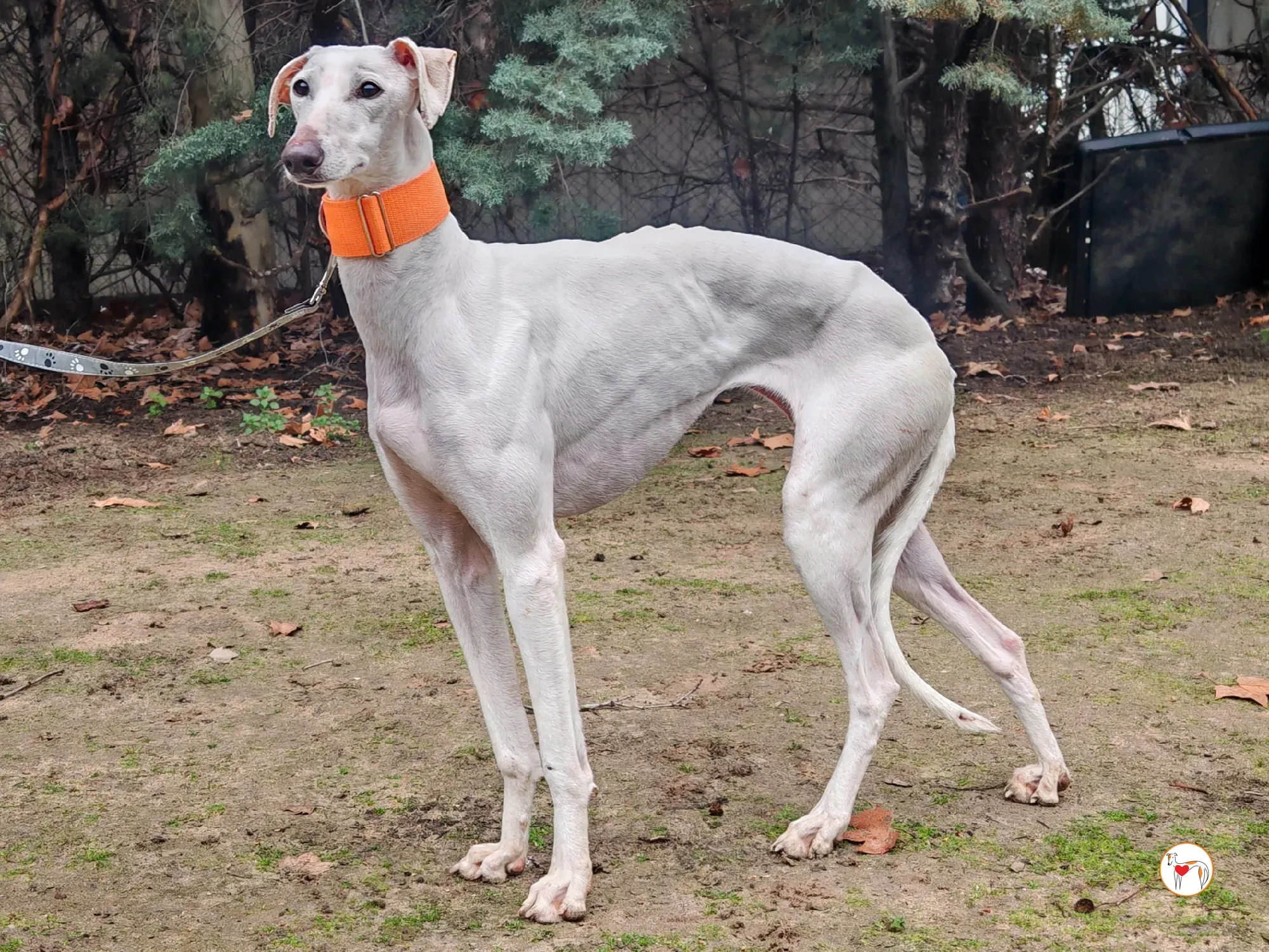 artemisia galgo adozione 05