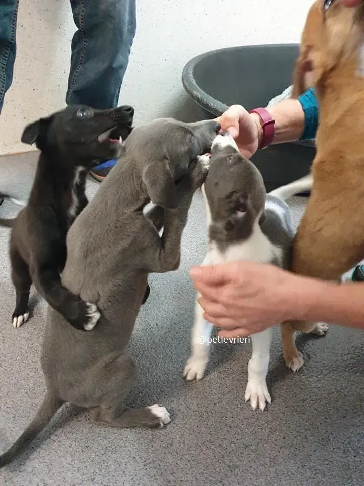 arthur adozione greyhound 1