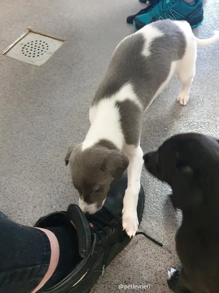 arthur adozione greyhound 3