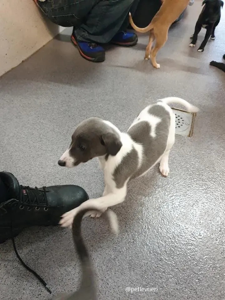 arthur adozione greyhound 4