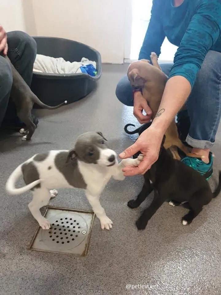 arthur adozione greyhound 5