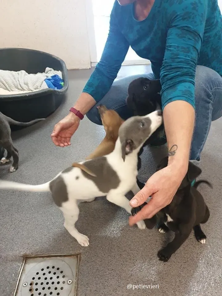 arthur adozione greyhound 6