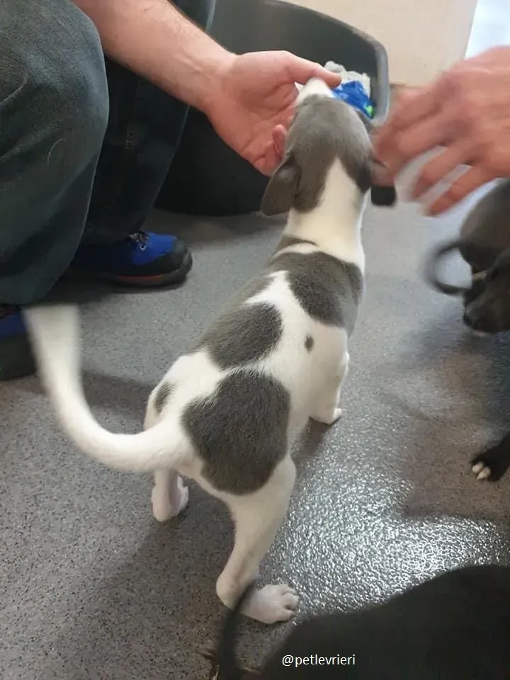 arthur adozione greyhound 7