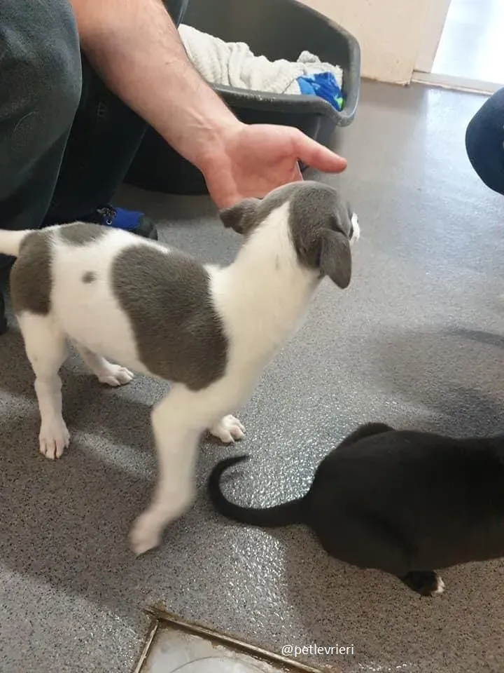 arthur adozione greyhound 8