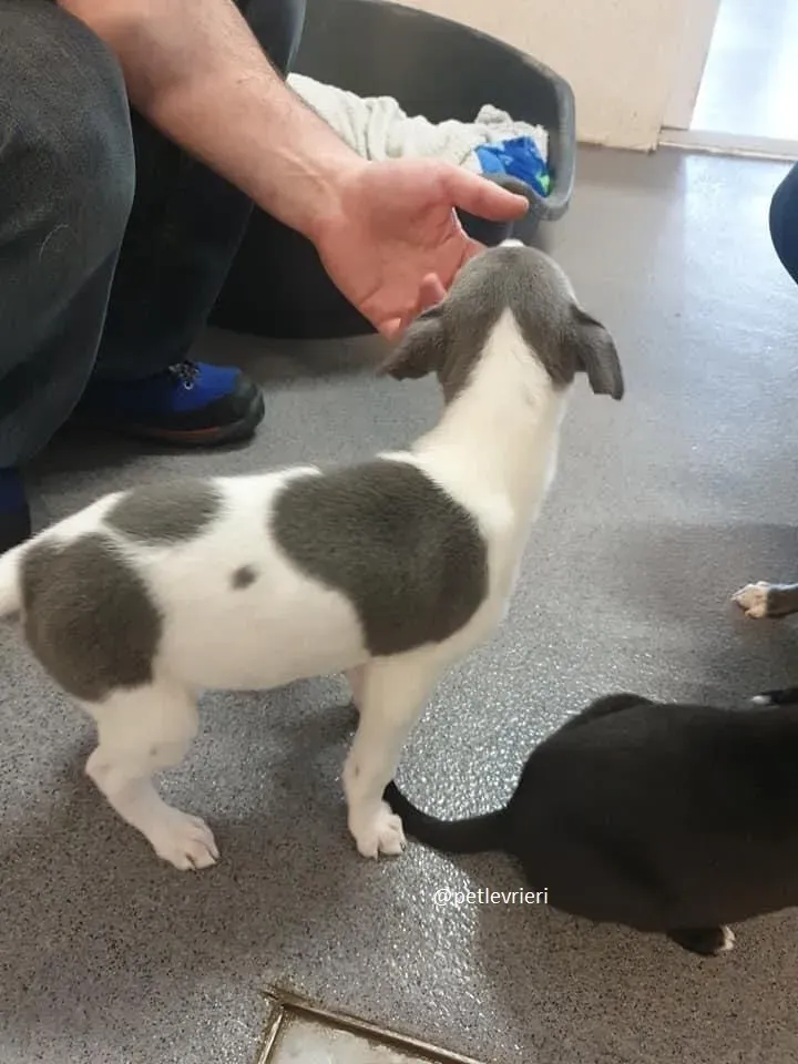 arthur adozione greyhound 9