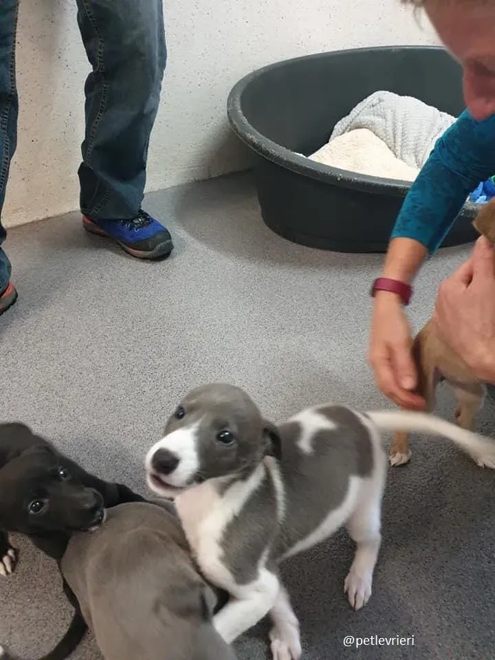 arthur adozione greyhound