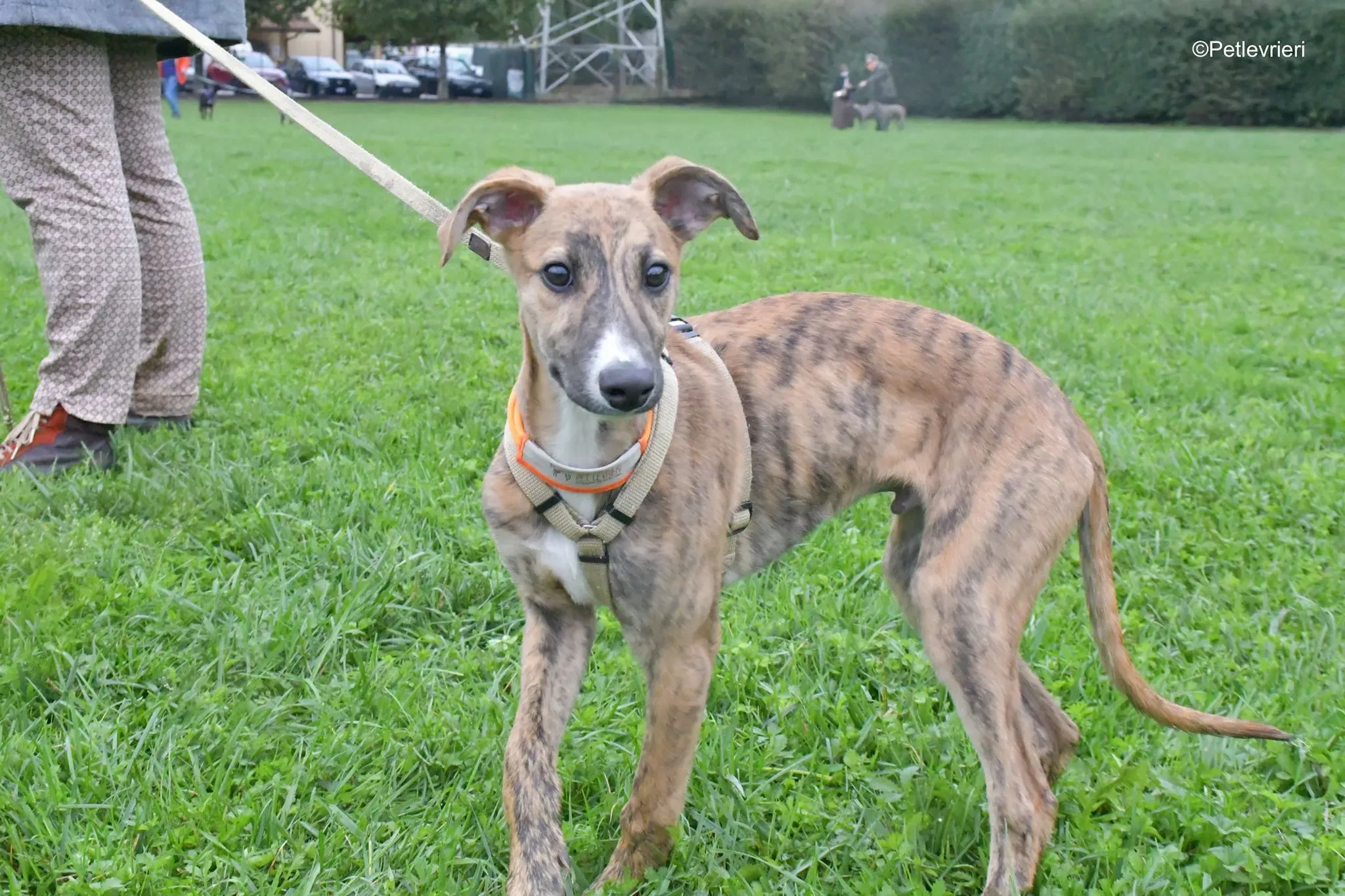arthur lurcher greyhound adozione 1