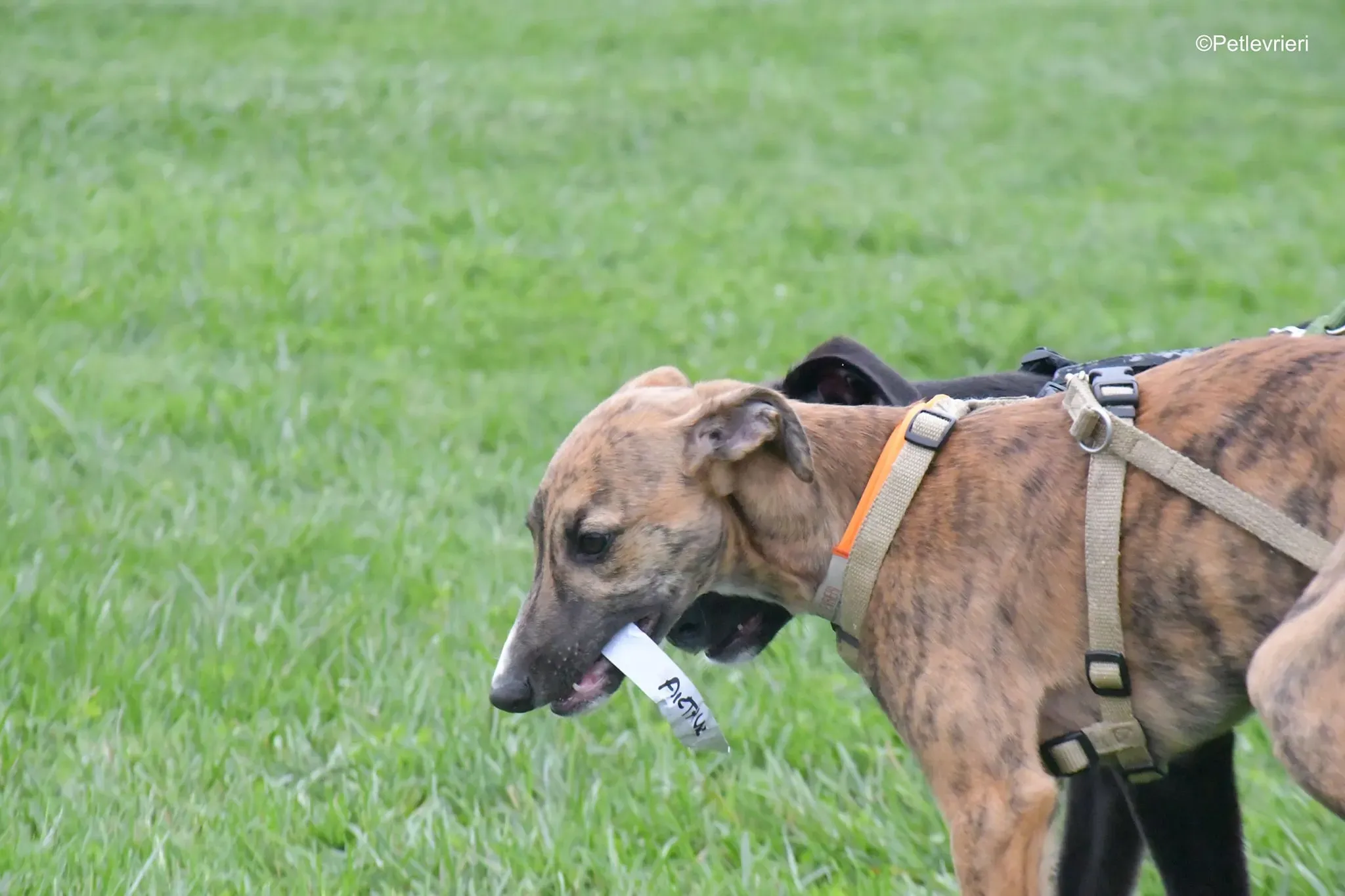 arthur lurcher greyhound adozione 2